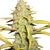 Auto OG Kush genetics, Фасовка: 10+5